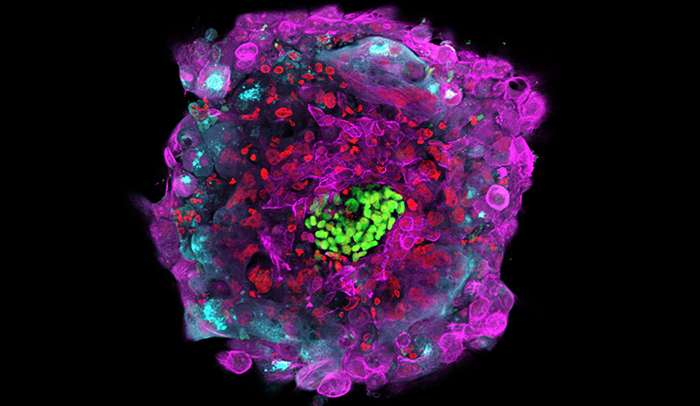Marcadores moleculares revelam, com cores diferentes, os diferentes tipos de células de um embrião humano de 12 dias.