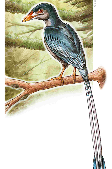 <p>Ilustração mostra como seria a ave encontrada no nordeste brasileiro</p>