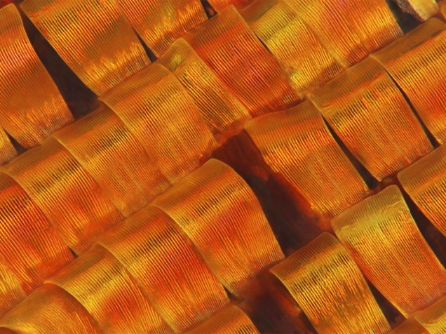 <p>Escamas de uma mariposa de Madagascar, da espécie’ Chrysiridia rhipheus’, fotografadas microscopicamente por Mark Smith, do Macroscopic Solutions, nos Estados Unidos</p>