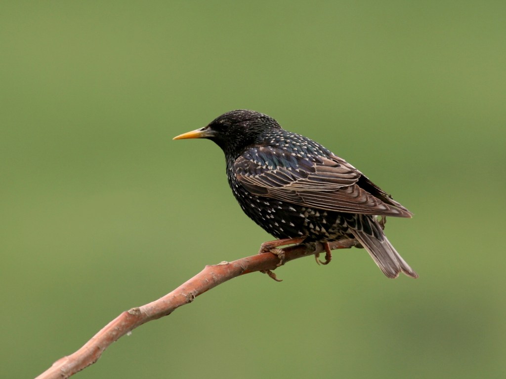Para aprender, pássaros precisam identificar padrões de som, da mesma maneira que seres humanos