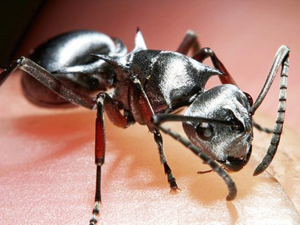 A formiga prateada, muito encontrada no Deserto do Saara, suporta uma temperatura corporal de 53,6 graus
