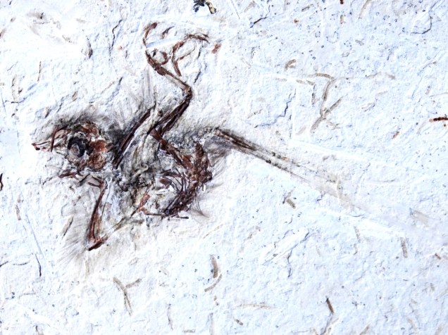 <p>Fóssil da ave mais antiga do Brasil, de 115 milhões de anos</p>