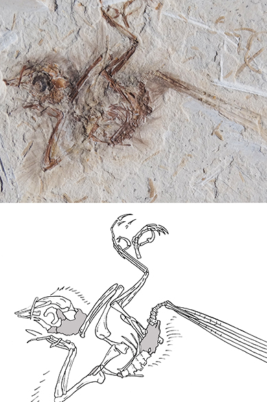<p>Fóssil e ilustração com os detalhes da ave mais antiga do Brasil</p>