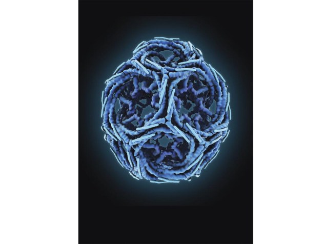 <p>A ilustração digital, realizada por Maria Voigt, do RCSB Protein Data Bank, nos estados Unidos,mostra uma clatrina, proteína que serve como uma gaiola que ajuda a trazer moléculas para dentro da célula e movimentá-las de um lugar ao outro</p>