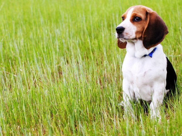 <p>Beagle</p>
