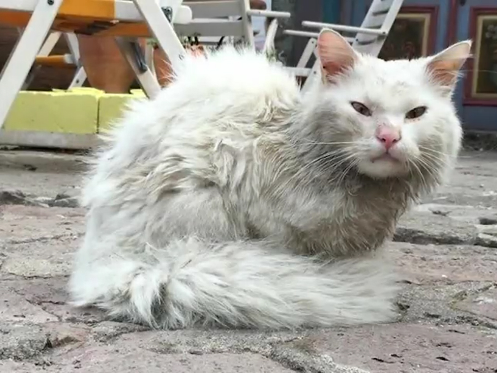 Gato