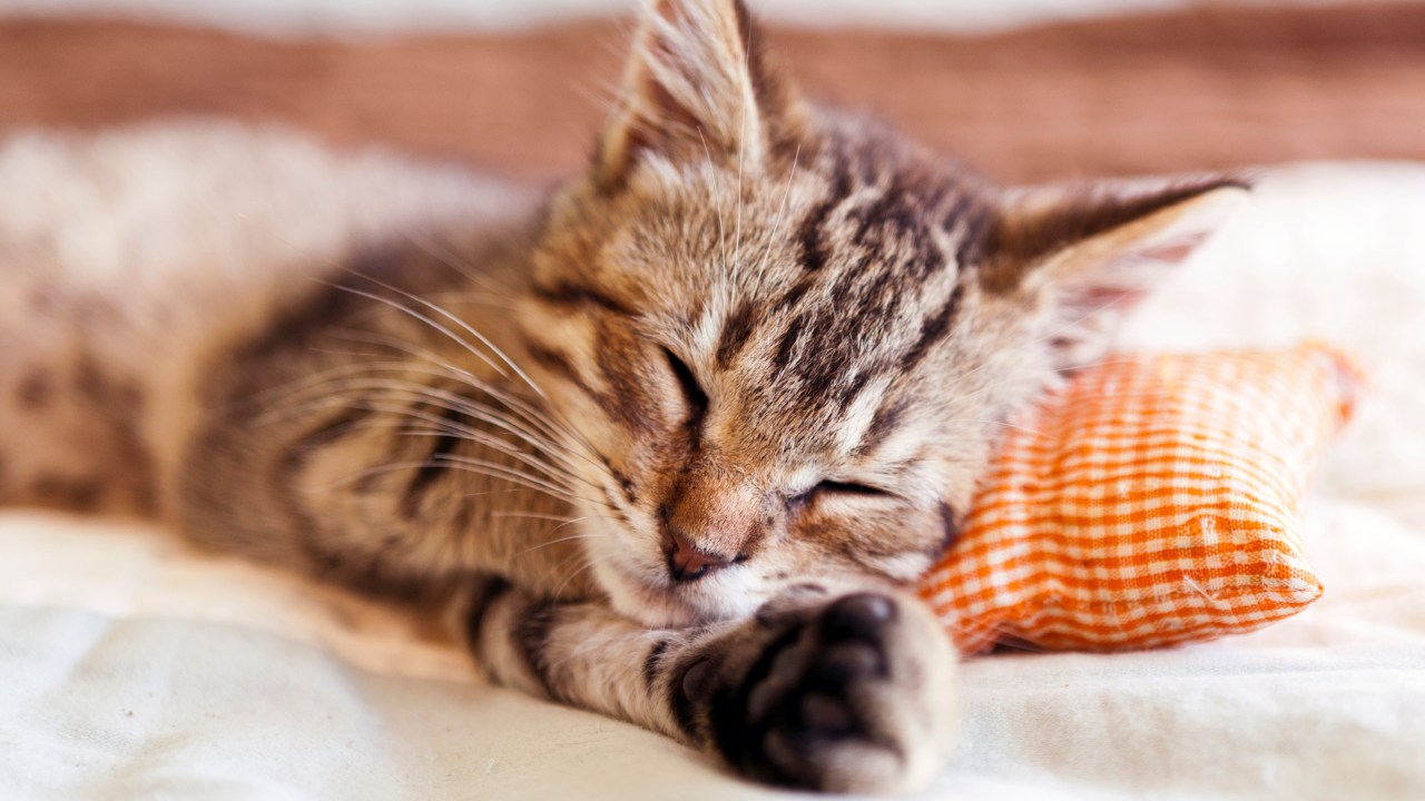 41% dos participantes do estudo afirmou que preferem que os seus animais de estimação durmam na mesma cama ou quarto que eles.