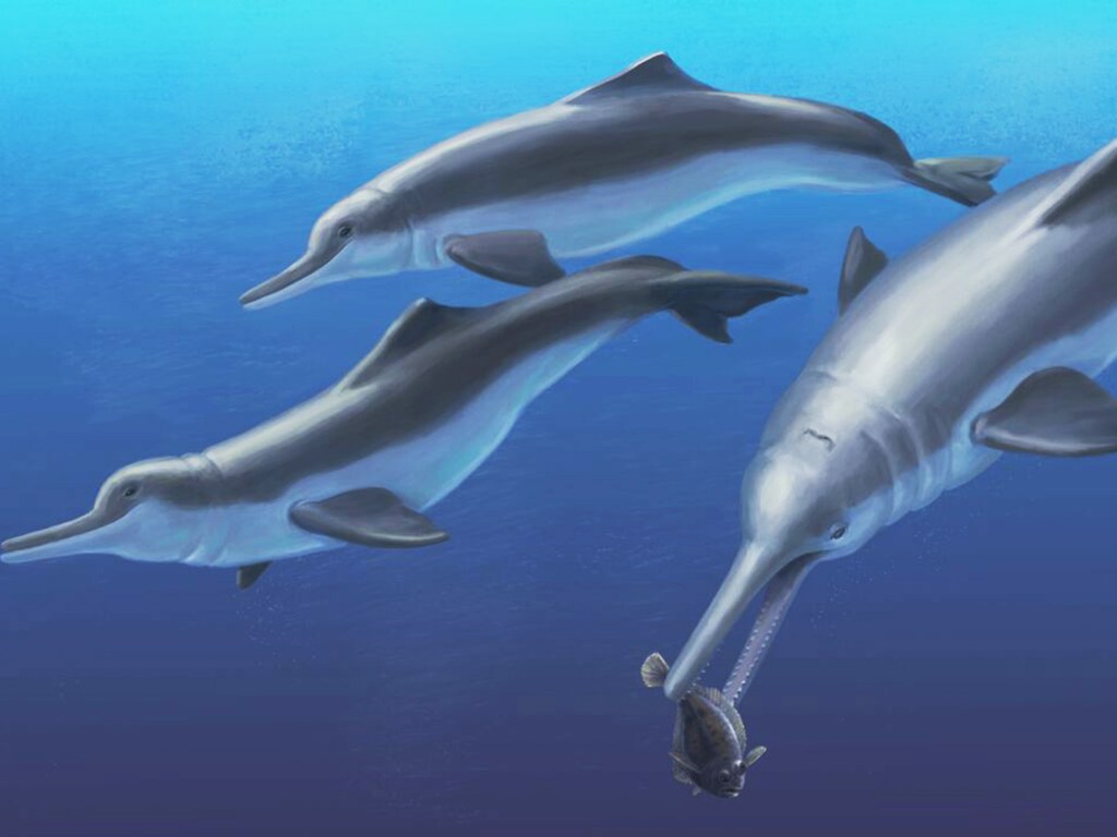 Boa memória: estudo mostrou que os golfinhos reagem ao chamado de seus conhecidos, mesmo após passarem décadas distantes