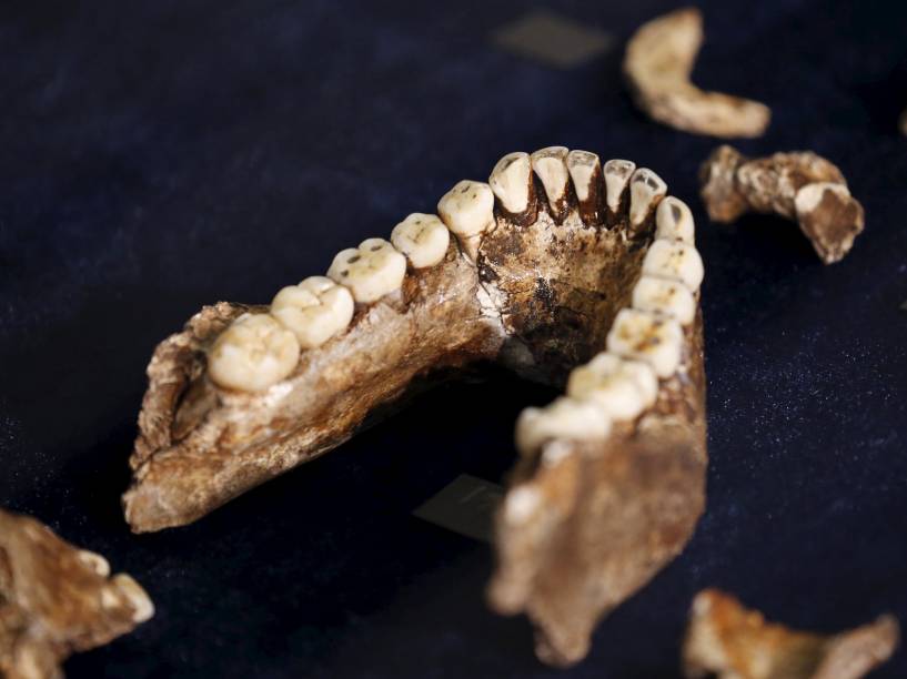 <p>Maxilar do recém descoberto Homo naledi</p>