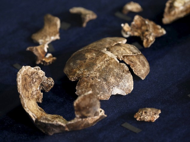 Fósseis do recém descoberto Homo naledi