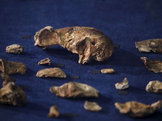 <p>Fósseis da recém descoberta espécie "Homo naledi", que apresentava uma curiosa mistura entre características humanas e de macacos</p>