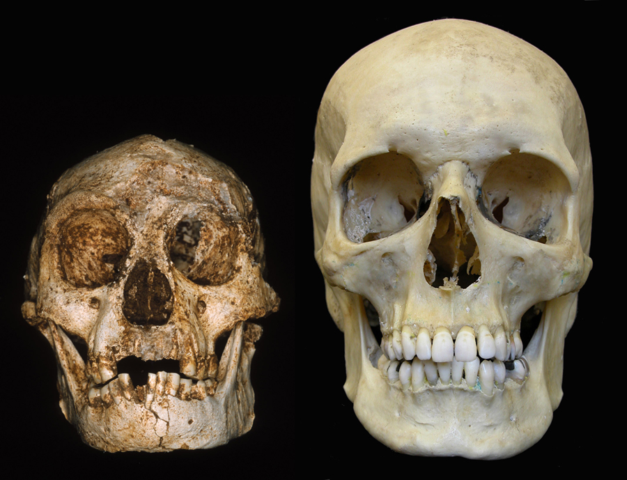 Crânios do 'Homo floresiensis' (esquerda) e 'Homo sapiens' (direita)