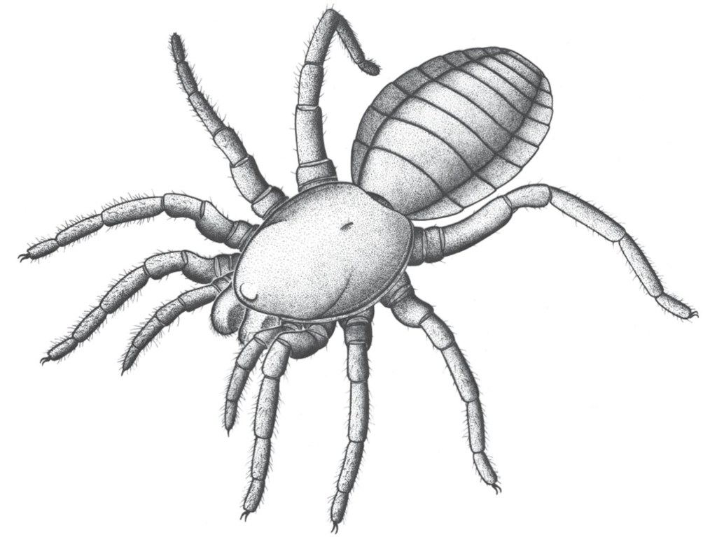 A espécie 'Idmonarachne brasieri' não tinha glândula fiandeira, que garante a aranhas modernas a habilidade de tecer