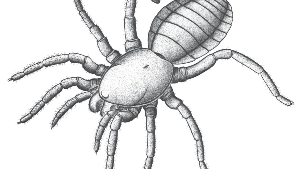 A espécie 'Idmonarachne brasieri' não tinha glândula fiandeira, que garante a aranhas modernas a habilidade de tecer