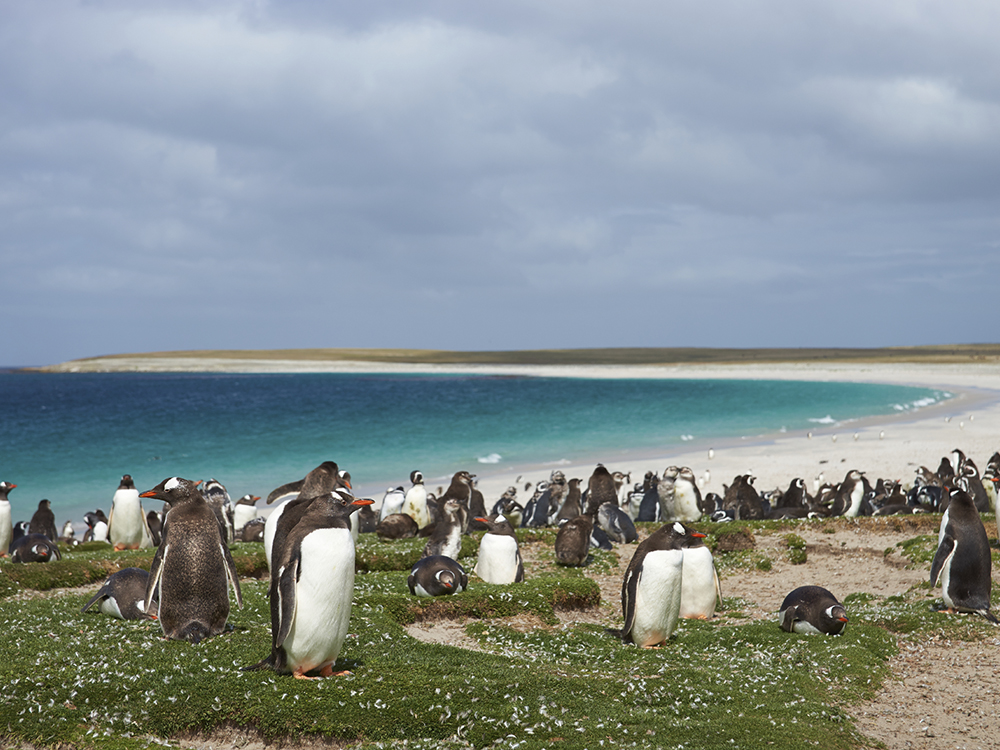 Ilha dos Pinguins, na Argentina