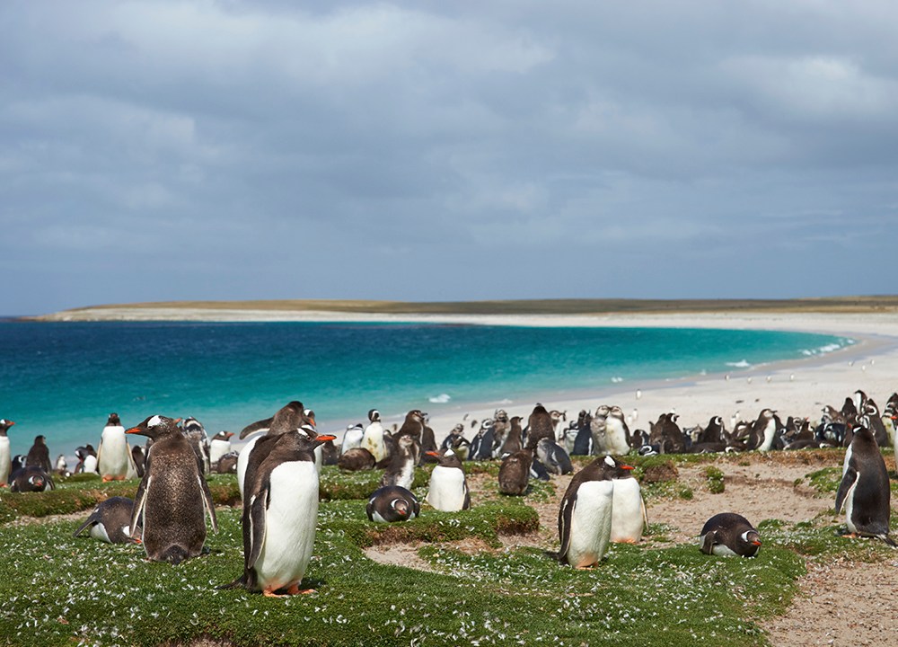 Ilha dos Pinguins, na Argentina