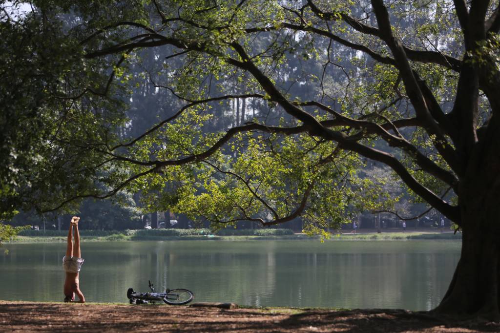 USP identifica primeiros casos de gripe aviária no Parque Ibirapuera, em São Paulo