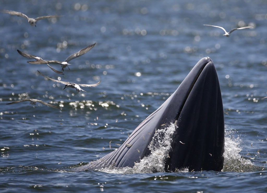 baleia-de-Bryde