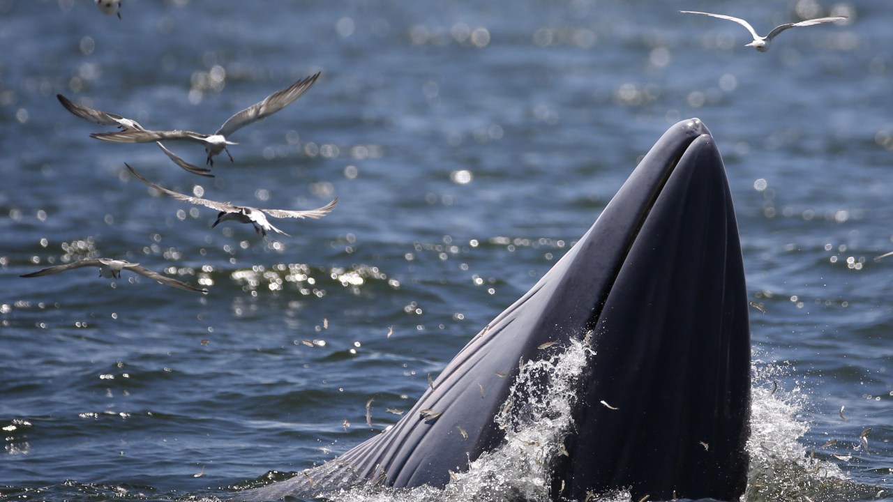 baleia-de-Bryde