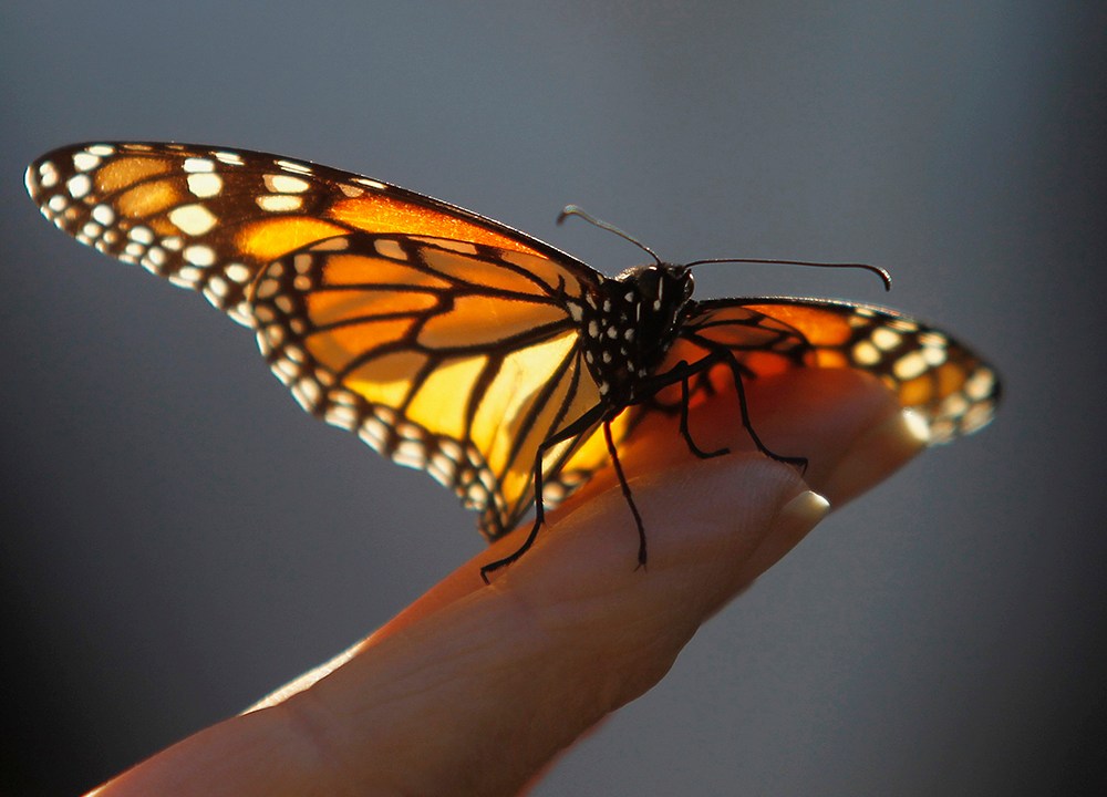 Uma borboleta monarca descansa na mão de um visitante no Monarch Grove Sanctuary, na Califórnia