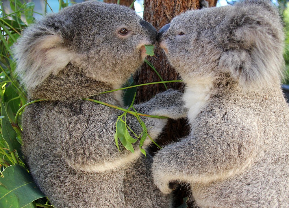 Filhotes de coala, chamados Bai'yali e Holly, se alimentam no zoológico de Taronga, em Sidney, na Austrália