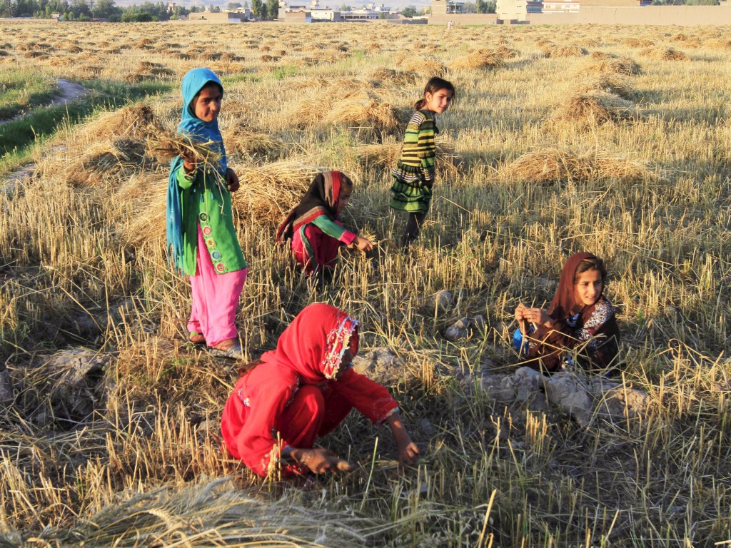 Meninas afegãs trabalham em campo de trigo na província de Nangarhar, Afeganistão - 14/05/2015
