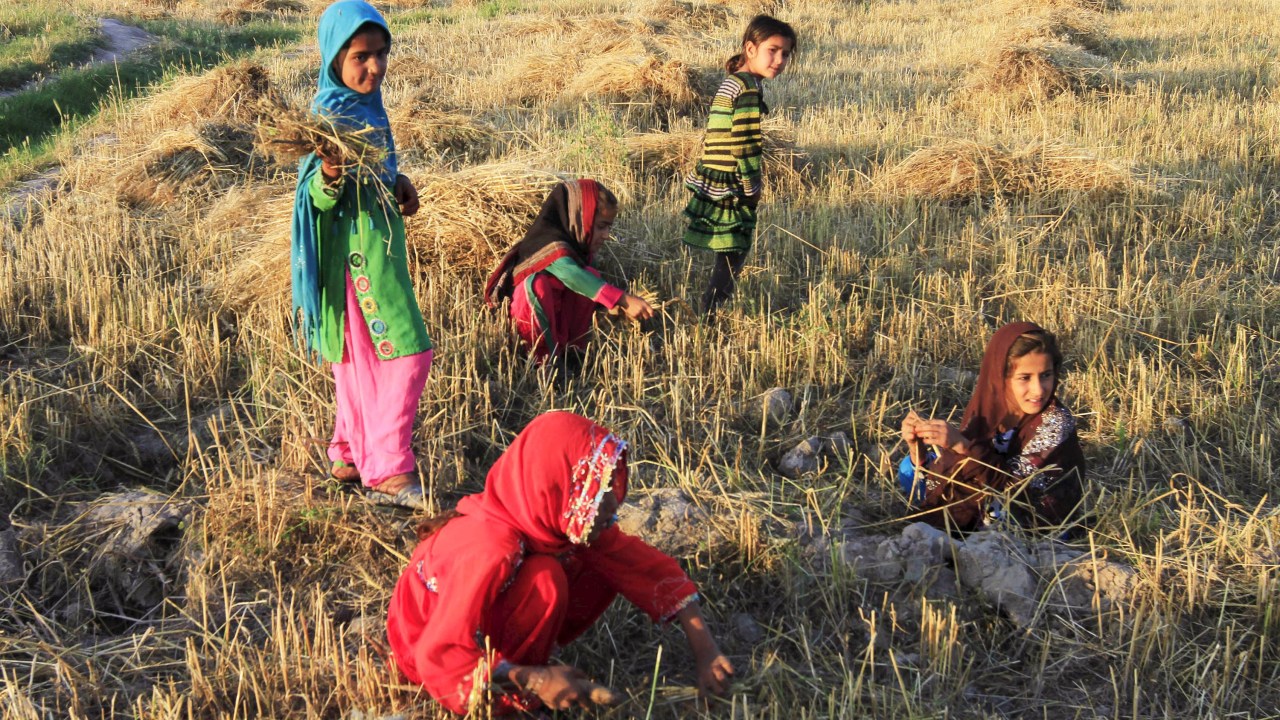Meninas afegãs trabalham em campo de trigo na província de Nangarhar, Afeganistão - 14/05/2015