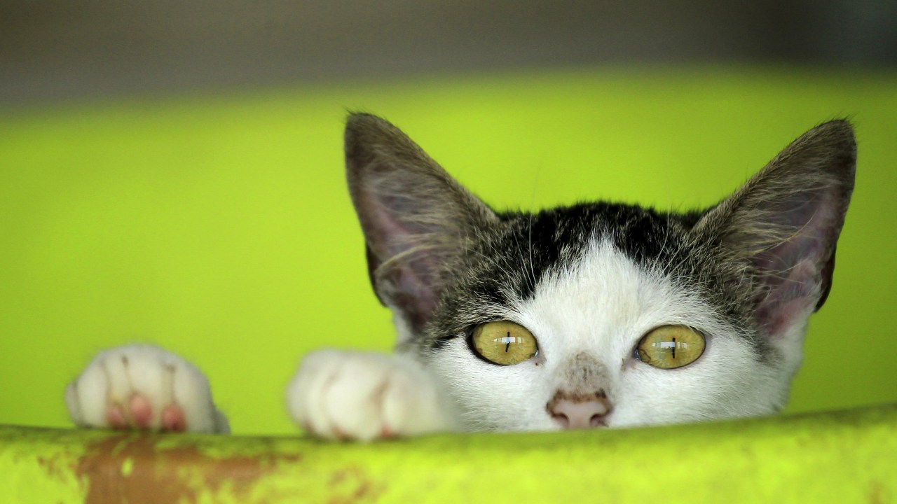 De acordo com os cientistas, pupilas verticais, como a dos gatos, revelam animais destinados a serem os caçadores do reino animal