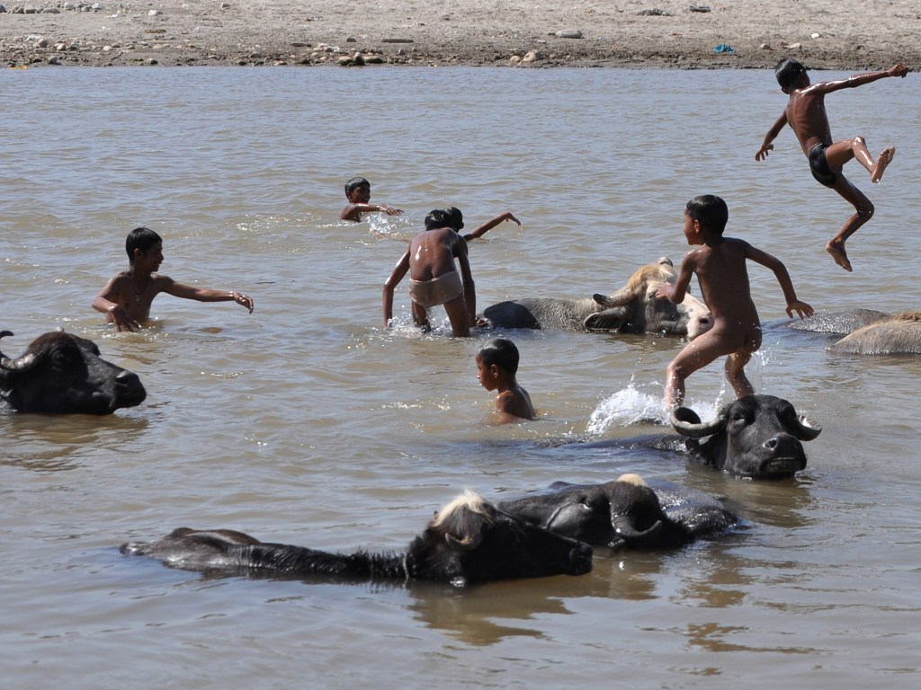 Crianças indianas brincam com uma manada de búfalos em um dia de verão no rio Tawi