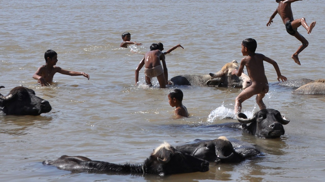 Crianças indianas brincam com uma manada de búfalos em um dia de verão no rio Tawi