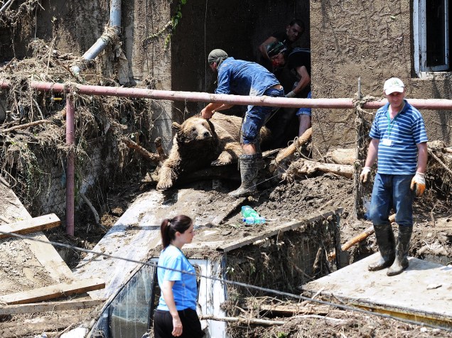 Voluntários retiram corpos de animais mortos durante enchente em um zoológico inundado na capital da Geórgia, Tbilisi, nesta segunda-feira (15)