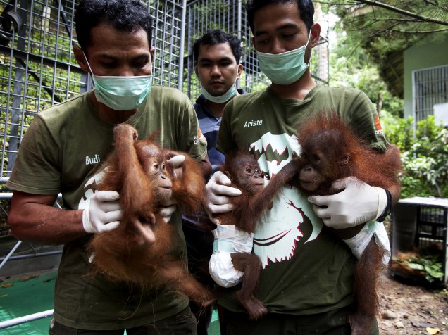Filhotes de orangotango são transportados por funcionários do Programa de Conservação de Orangotangos da Sumatra antes de serem colocados em quarentena em Batu Mbelin, perto de Medan na Sumatra do Norte, Indonésia - 16/11/2015