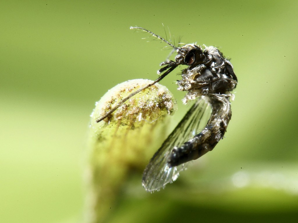 Mosquito 'Aedes aegypti' é retratado em uma folha em San Jose, na Costa Rica