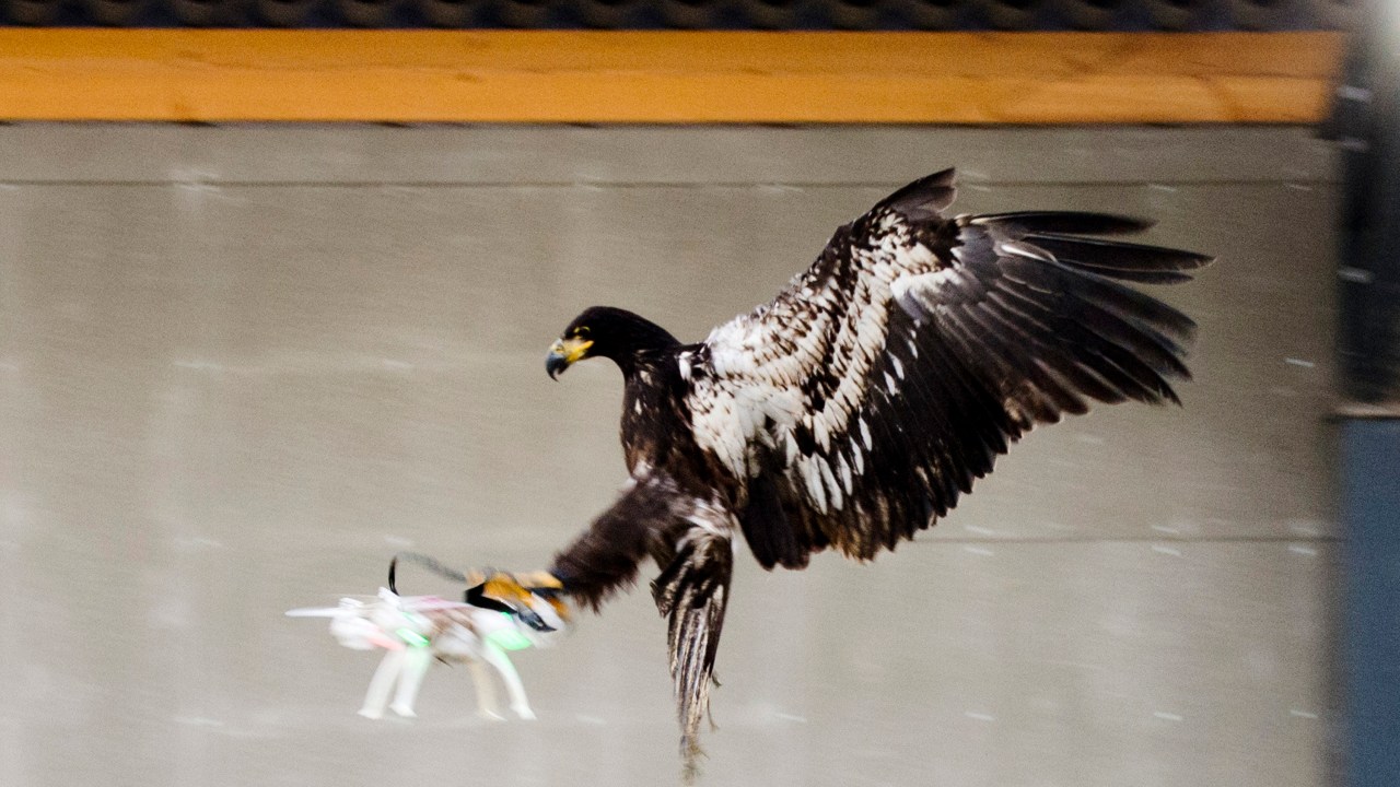 Polícia holandesa divulga imagens do treinamento de águias para capturar drones ilegais que possam representar ameaça à segurança