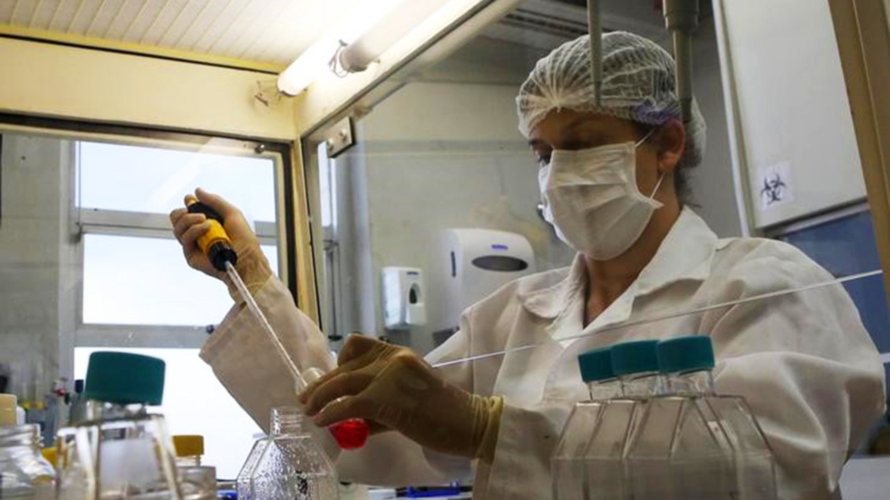 Pesquisadora trabalha com mosquito Aedes Aegypti em laboratório da Universidade de Campinas, nesta sexta (12)