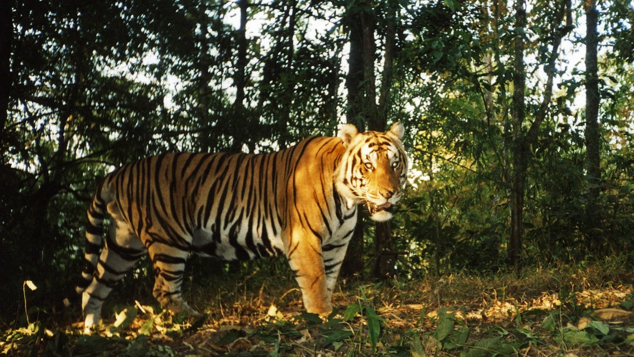 Segundo a WWF, a caça aos grandes felinos e a venda de suas presas fez com que os tigres desaparecessem do local