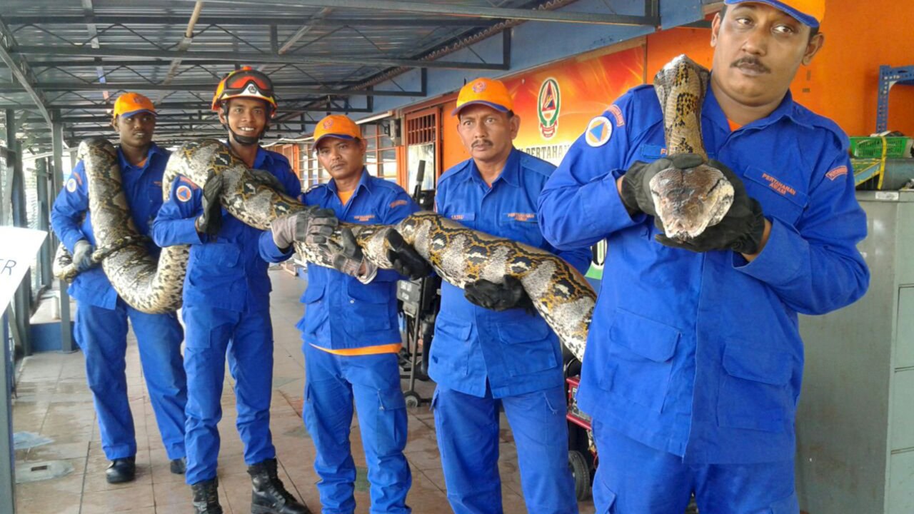 Cobra gigante é capturada em um canteiro de obras na Malásia