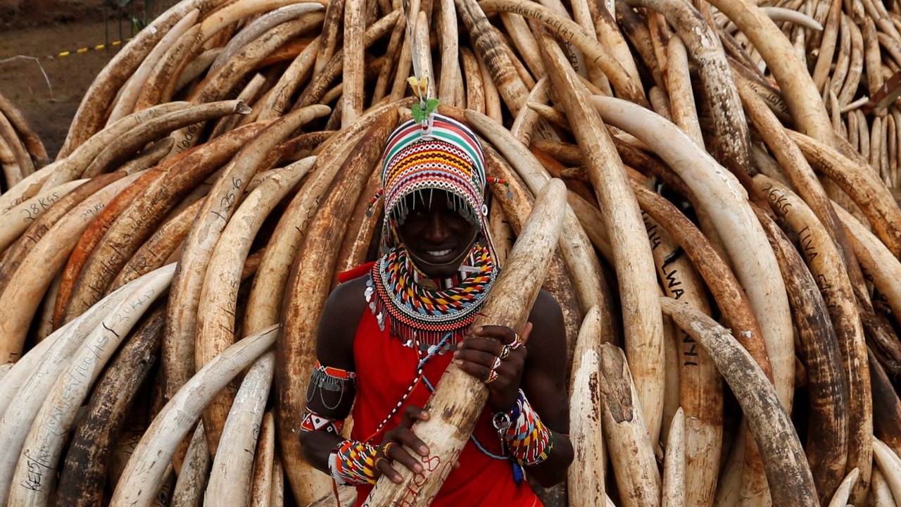 Grande quantidade de marfim é apreendida no Quênia