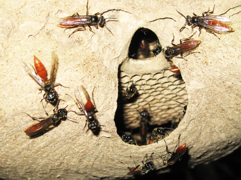Os insetos privilegiam a inteligência coletiva, em vez da individual