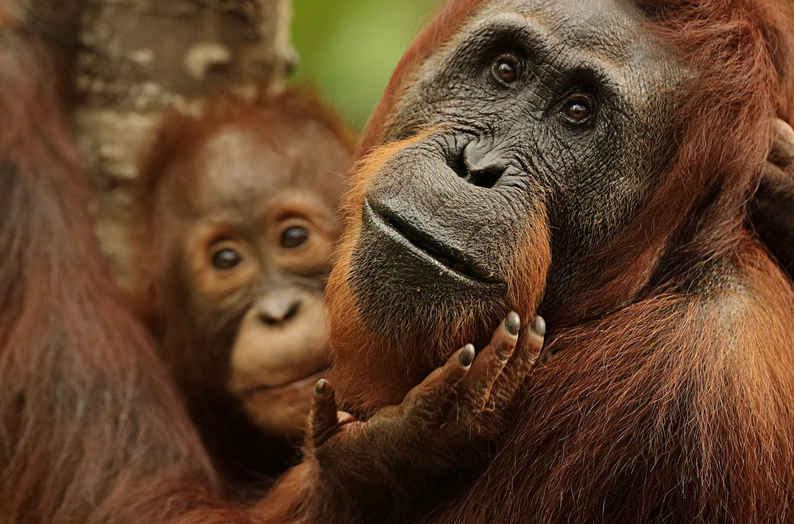 A imagem tirada na Indonésia e intitulada 'Orangotango com bebê' recebeu Menção Honrosa na categoria Mamíferos Terrestres