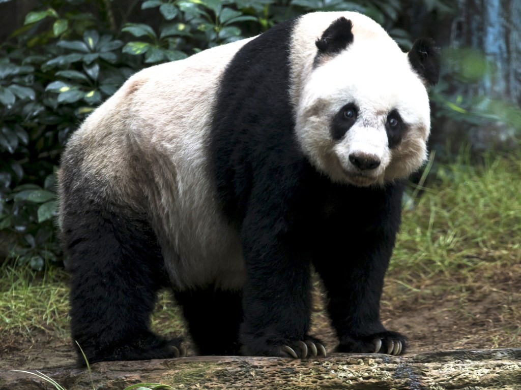 Jia Jia, ursa panda de Hong Kong é a mais velha do mundo com 37 anos