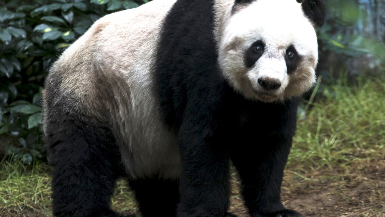 Jia Jia, ursa panda de Hong Kong é a mais velha do mundo com 37 anos