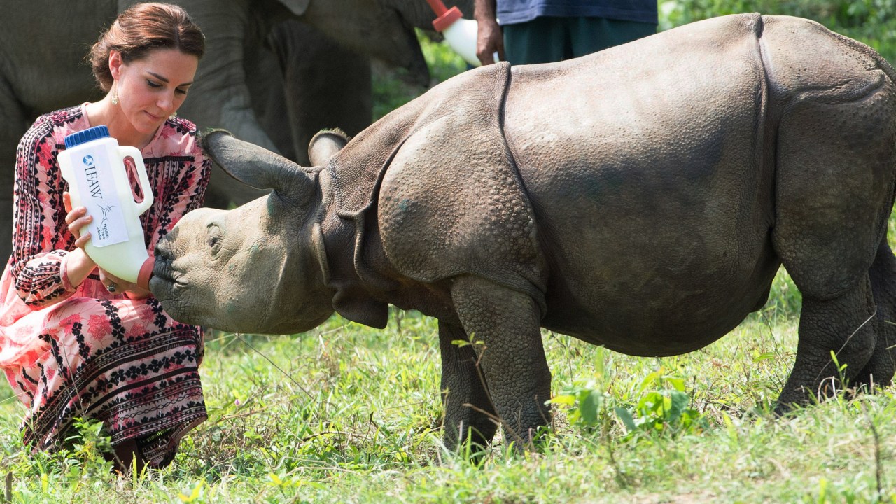 Kate Middleton alimenta um bebê rinoceronte na Índia