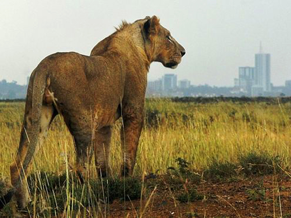 Leões são flagrados circulando pela capital do Quênia, Nairobi