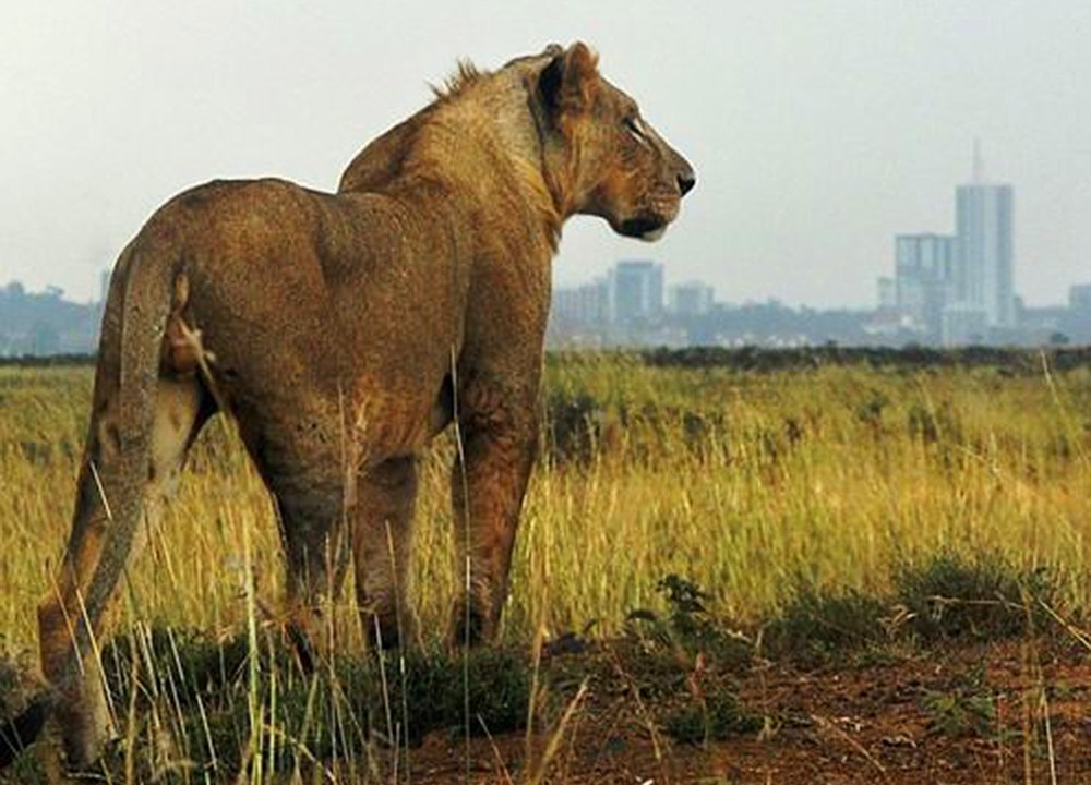 Leões são flagrados circulando pela capital do Quênia, Nairobi