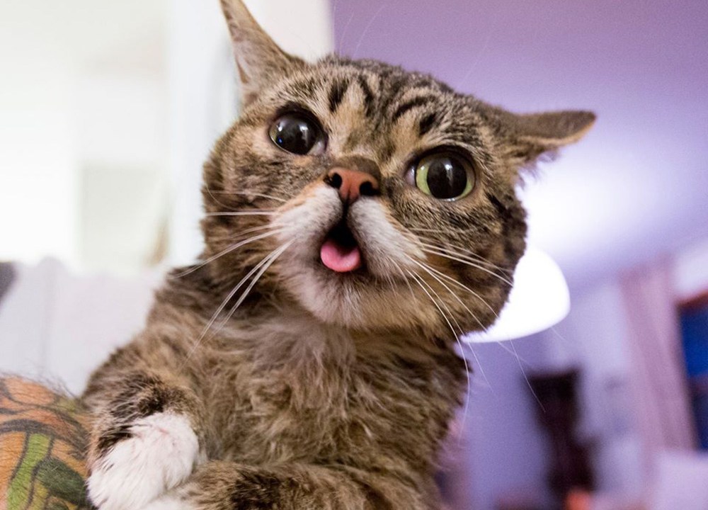 Os vídeos da gatinha Lil Bub fazem muito sucesso na internet, com 169 967 inscritos no seu canal do YouTube