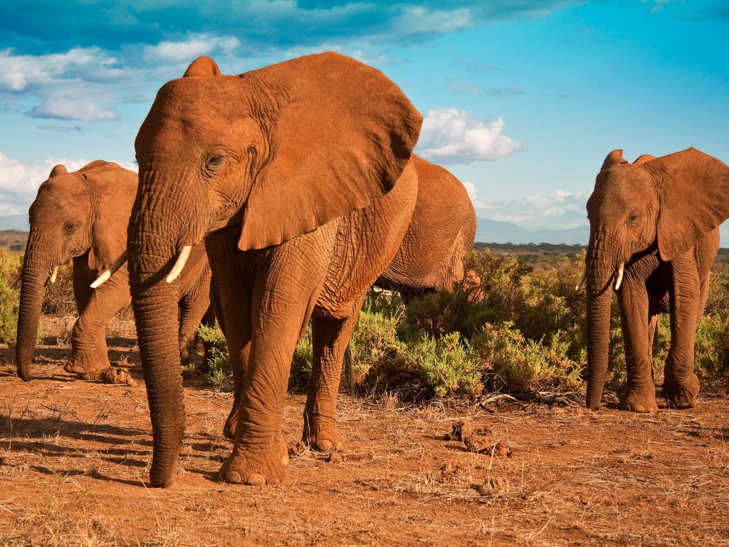 Testes de DNA mostram que os elefantes de floresta foram caçados principalmente no Gabão, no Congo e na República Central Africana
