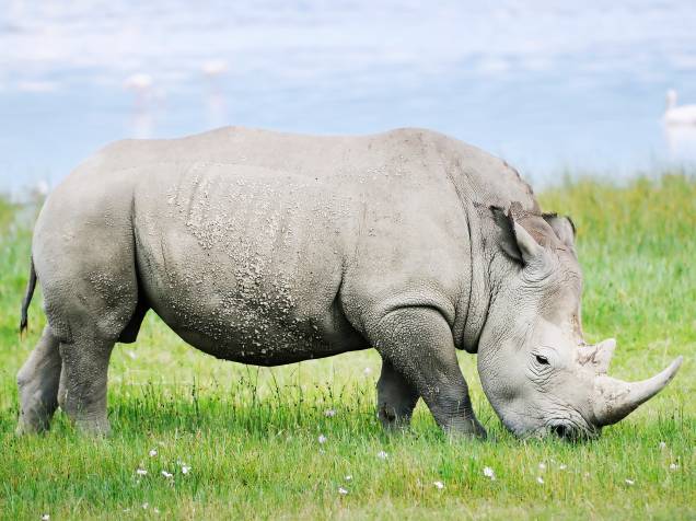 <p>Na natureza, o rinoceronte, seja o negro ou o branco, não tem nenhum predador natural além do próprio homem. Além da caça em busca de seus chifres, a espécie também perdeu espaço de seu habitat para o desenvolvimento de cidades.</p>