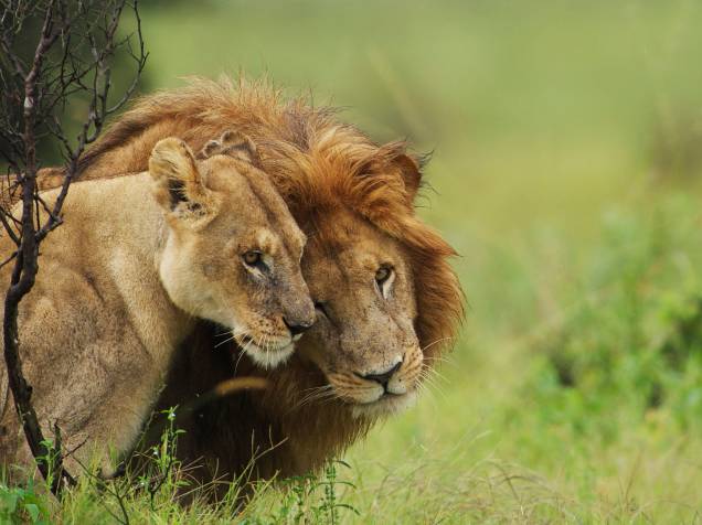 <p>Declarado como vulnerável desde 1996, o leão africano já foi regionalmente extinto em sete países. A perda de seu habitat natural para o homem fez com que a espécie se tornasse uma presa fácil para os fazendeiros.</p>