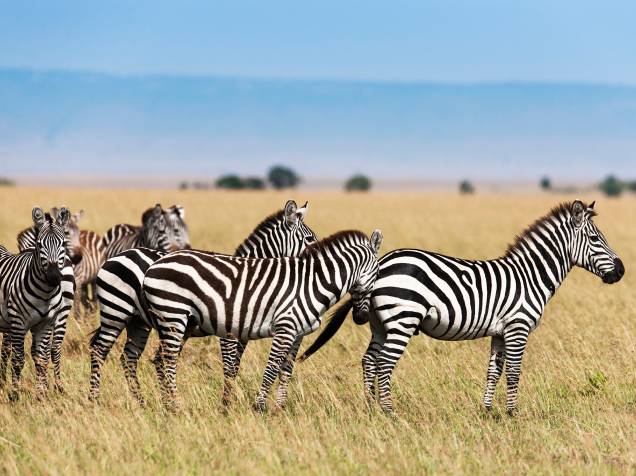 <p>Endêmicas de 15 países, as zebras africanas são muito procuradas por caçadores que vendem as suas peles. Elas também perderam espaço de seu habitat natural para o homem.</p>